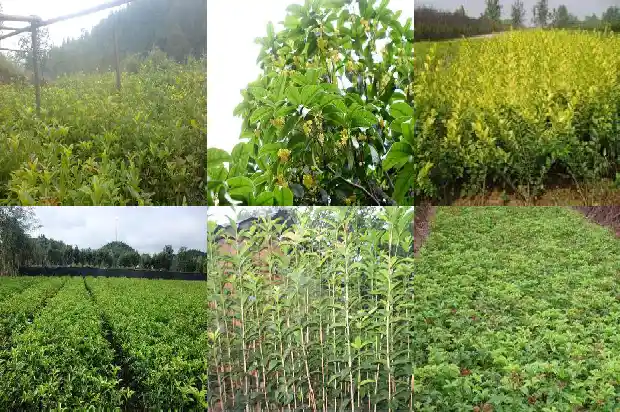 嫁接桂花树的砧木是什么1687222777946