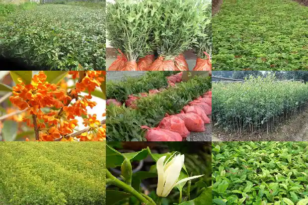 桂花树做砧木能嫁接什么果树1687222793379