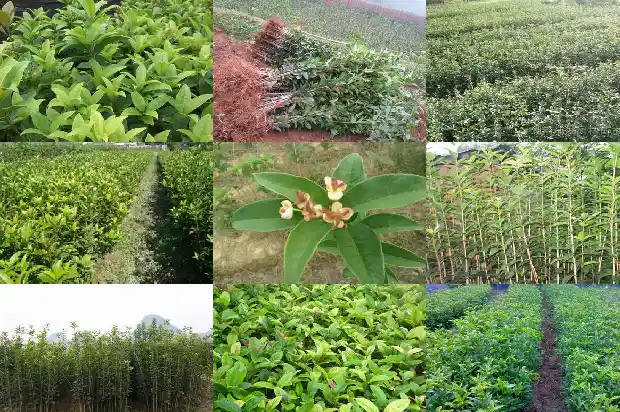 桂花树做砧木能嫁接什么果树1687222793427