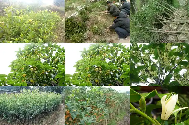 桂花树做砧木好不好1687222806568