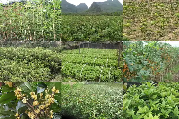 桂花嫁接砧木能长高吗1687222823545