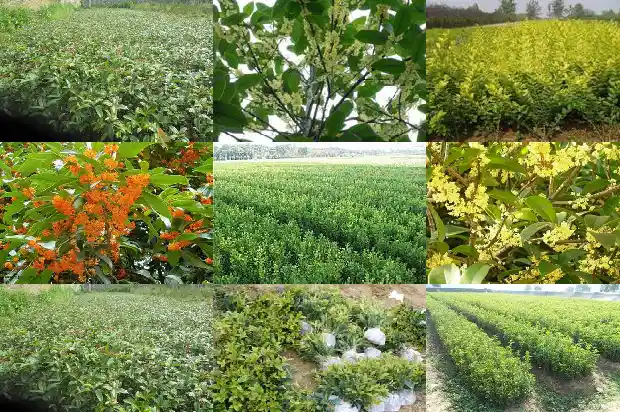 桂花嫁接砧木能长高吗1687222823640
