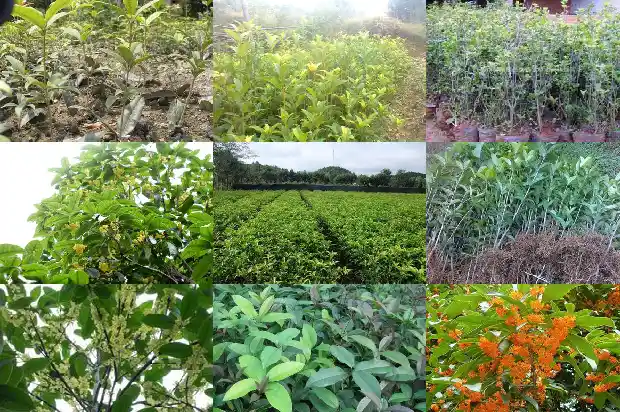 桂花树怎样嫁接成活率高些呢1687222831403