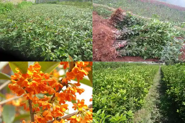桂花树可以嫁接桂花吗?1687222843273