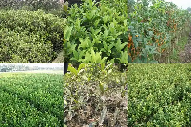 桂花树可以嫁接桂花吗?1687222843321