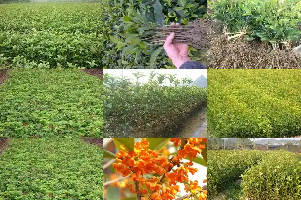 桂花树可以嫁接桂花吗?1687222843368