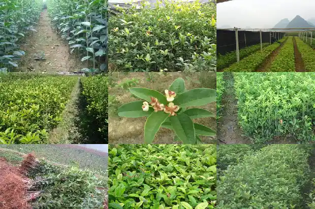 桂花树可以嫁接什么花种1687222853029