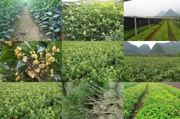 桂花树一般用什么嫁接最好1687222864721