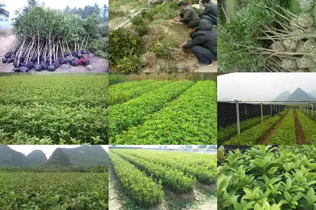 桂花树一般用什么嫁接最好1687222864768