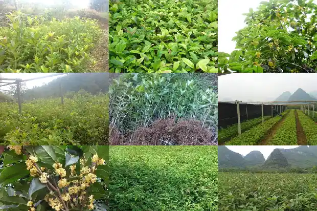 桂花树一般用什么嫁接最好1687222864816