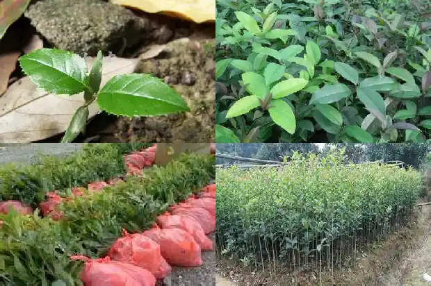 桂花树用什么嫁接的1687222876731
