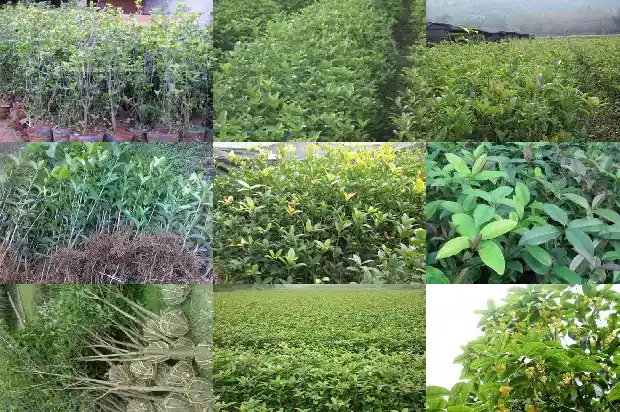 桂花树用什么嫁接的1687222876825