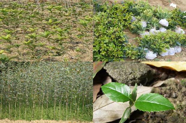 桂花树[山区提高桂花种植效益的难点与对策]1654102822259