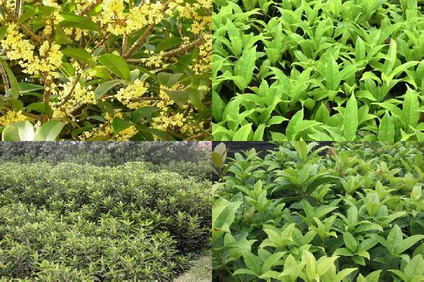 桂花树[山区提高桂花种植效益的难点与对策]1654102822586