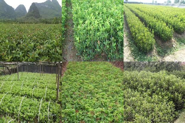 桂花树-玛瑙红桂花栽培养护技术研究1654188710930
