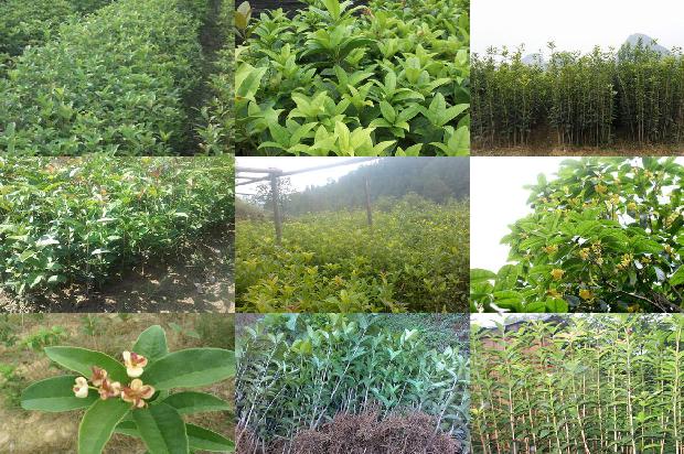 桂花树:绿化桂花树苗木的培育与栽植管理技术1655053557798