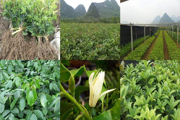 桂花树:桂花学课程体系的建设与实践1655312741602