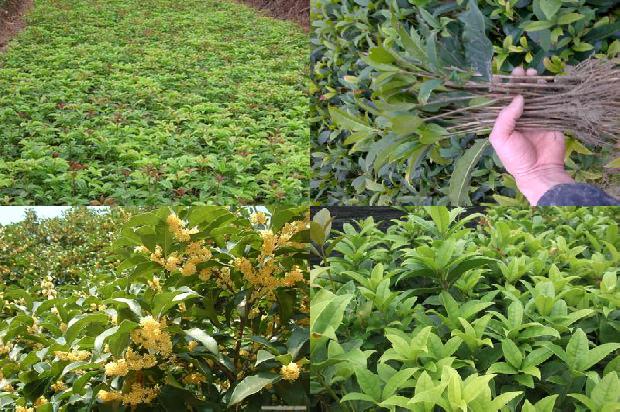 桂花树:桂花学课程体系的建设与实践1655312742049