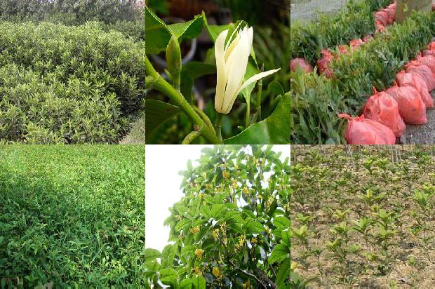 桂花树[保健桂花：马齿苋露地优质种植技术]1655572138811