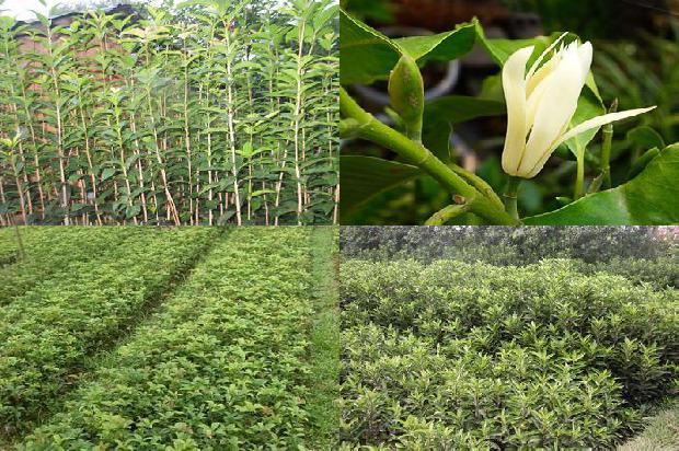 桂花树-丘陵地区节水安全高效桂花生产技术集成与推广1655658076076