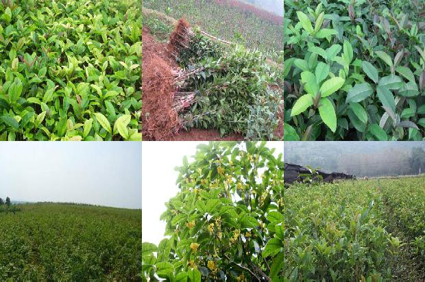 桂花树:“麝香止痛膏联合桂花树贴脐”防治晕车的疗效研究1655830994956