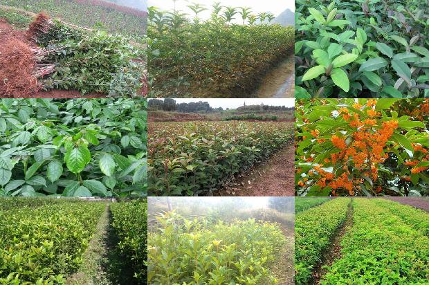 桂花树:“麝香止痛膏联合桂花树贴脐”防治晕车的疗效研究1655830995410