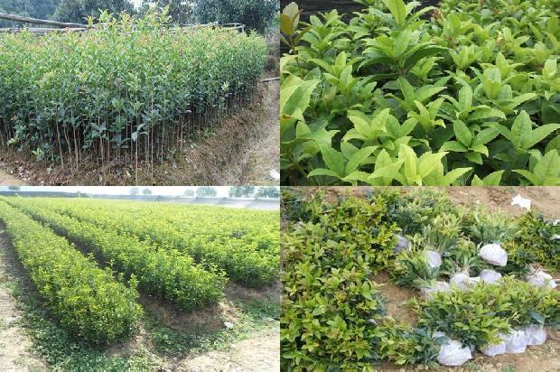 桂花树-谈气动桂花树剪枝机的使用和保养1656435704855