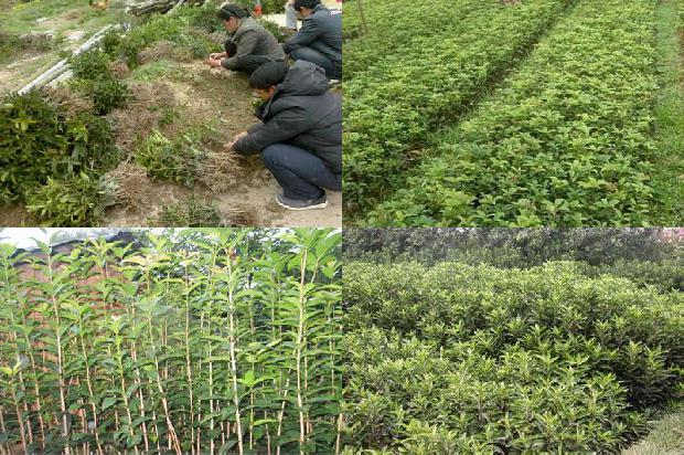 桂花树-阿尔比特诱导桂花抗灰霉病试验研究1656435861644