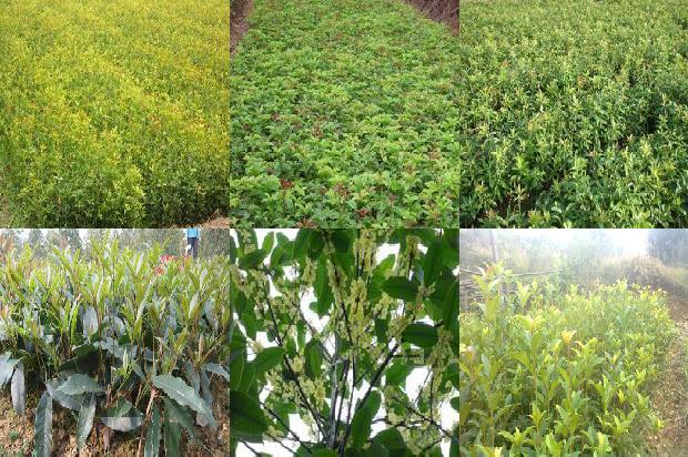桂花树-阿尔比特诱导桂花抗灰霉病试验研究1656435862473