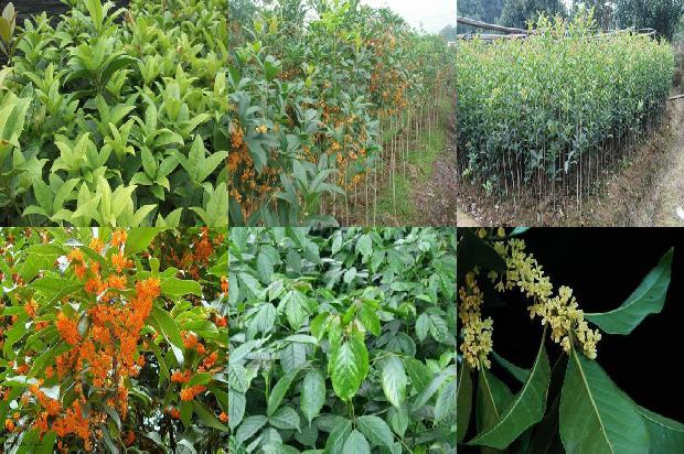 桂花树-食用桂花树会致癌吗？1656695345908