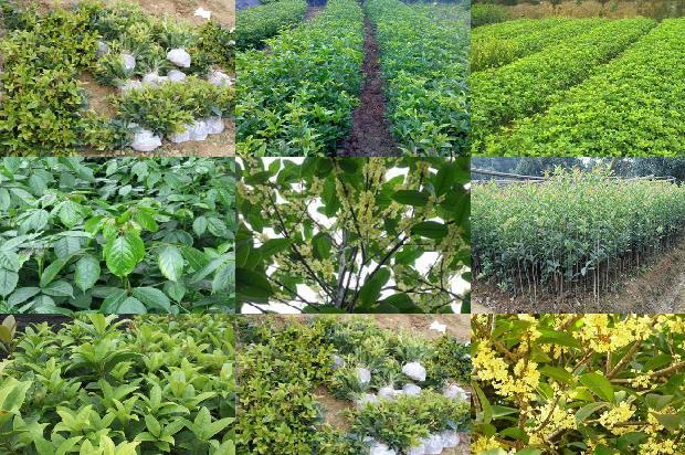桂花树-大商超的逆袭之路：“桂花保卫战”1656783206760