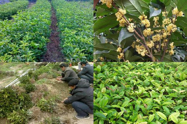桂花树:神木县春露地桂花优质丰产栽培技术1656867591076