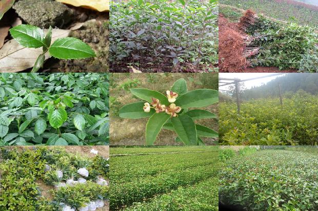 桂花树-地熊蜂和意大利蜜蜂授粉对设施桂花落花落果及果实品质的影响1657127161577