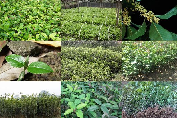 桂花树:林业桂花树种植技术及果品的质量安全分析1657213179969