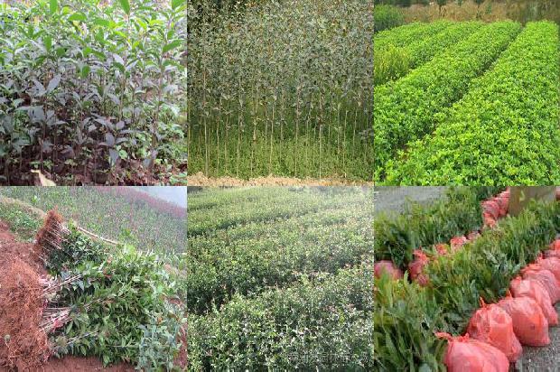 桂花树:林业桂花树种植技术及果品的质量安全分析1657213180454