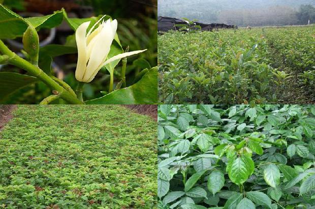 桂花树:林业桂花树种植技术及果品的质量安全分析1657213180921