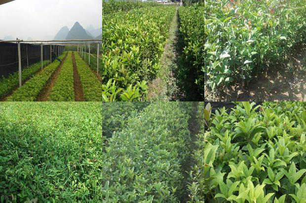 桂花树[用玻璃球换桂花]1657213299477