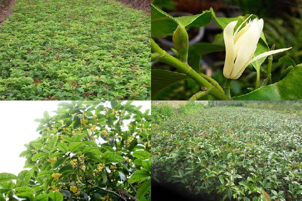 桂花树[用玻璃球换桂花]1657213299719