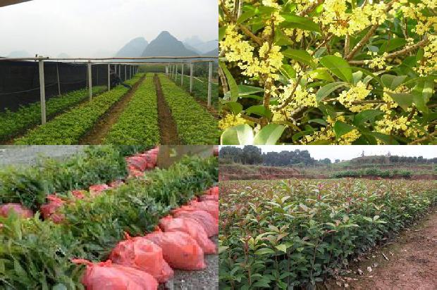 桂花树:吉林省桂花树栽培密度与施肥量相互作用分析1657299140482