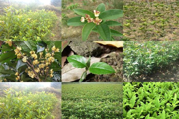 桂花树:吉林省桂花树栽培密度与施肥量相互作用分析1657299140797