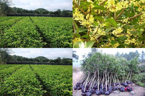 桂花树:吉美甜桂花的品种特性及栽培要点1657558505656