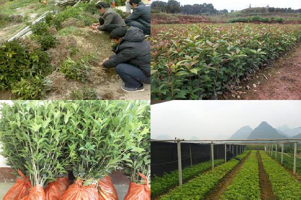 桂花树-强化农民技术培训促进桂花树产业升级1657644471634