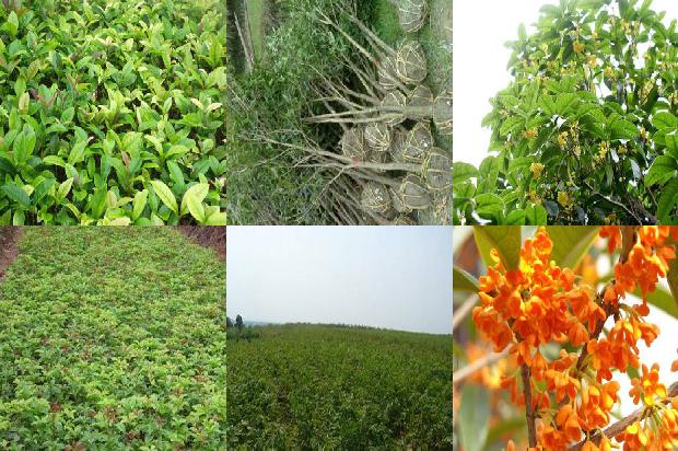 桂花树-强化农民技术培训促进桂花树产业升级1657644472415