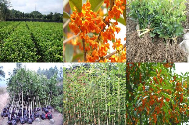 桂花树:观赏桂花树在城市景观中的应用1657644617783