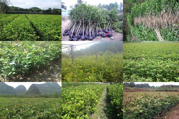 桂花树[设施桂花树密植高效栽培技术]1657817874697