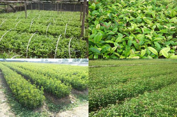 桂花树[设施桂花树密植高效栽培技术]1657817875064