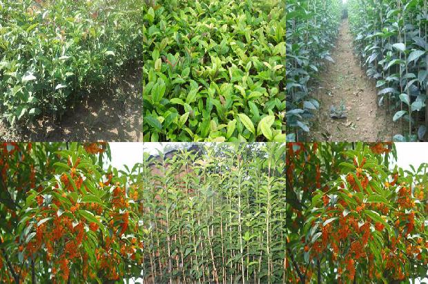 桂花树:大青叶蝉对桂花树越冬性的影响1657903996039