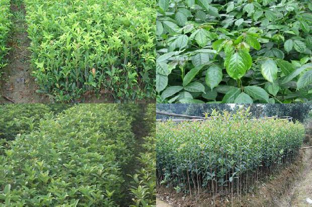 桂花树[桂花树栽植中的几个误区]1657990014953