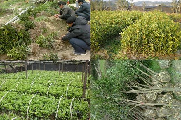 桂花树[重庆市九龙坡区桂花地土壤养分测试分析]1658076667641