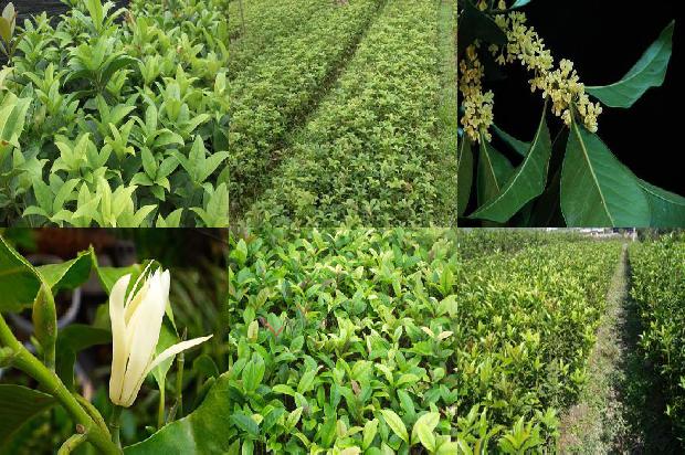 桂花树_夏秋桂花优质栽培技术1658249722167